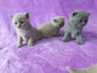 BKH Kitten mit Stammbaum BLUE / LILAC