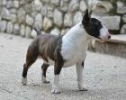 Rüden, Hündinnen Miniatur Bullterrier vom VDH Züchter