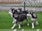 Reinrassige Sibirien Husky Welpen