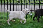 Wunderschöne Labrador Welpen abzugeben.