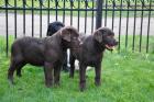 Wunderschöne Labrador Welpen abzugeben.