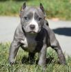 Reinrassiger American Pitbull (12 Wochen Alt )