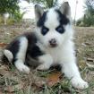 Kräftiger reinrassiger Siberian Husky Welpe 12 Wochen alt