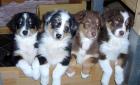 Australian Shepherd Welpen aus liebevoller Hobbyzucht !