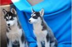 Reinrassige Sibirien Husky Welpen