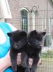 Belgisch Schipperke welpen