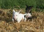 Miniatur Bullterrier Welpen mit VDH Papieren abzugeben