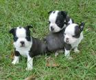 Boston Terrier reinrassig zum verkauf! ! !