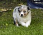 Reinrassige Australian Shepherd mit ASCA Papieren