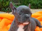 Französische Bulldogge Welpen, mit Papieren     blau, blue-sable und blue-red-fa