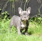 Französische Bulldogge Welpen, mit Papieren!! ( blau, blue-sable und blue-red-fa