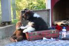 Bearded Collie Welpen