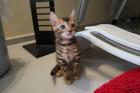 Bezaubernde Bengal Kitten inkl. Stammbaum Bengalen Katzen