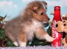 Sheltie Welpen ab 03.07-0.7978 