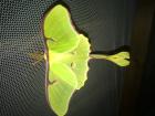 Actias luna Eier