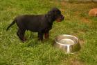 Gordon Setter