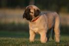 Anatolischer Hirtenhund - Kangal