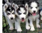 Siberian Husky Welpen in weiß und schwarz suchen ihre neue Familie !!!