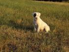 Dogo Argentino