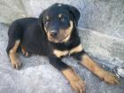 Rottweiler Welpe sucht ein liebevolles Zuhause 