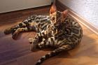 2 Bengal Katerchen brown tabby rosetted mit viel Glitter aus liebevoller Hobbyzu