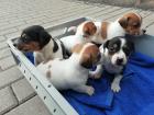 Jack Russell Terrier Welpen 