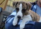 WHIPPET WELPEN mit VDH-FCI-WCD Papieren