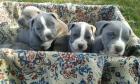 American Pit Bull Welpen in Blau,Blau-tan mit Papiere !