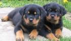 Männliche und weibliche Rottweiler-Welpen für Tierfreunde.