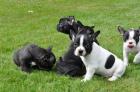 Wunderschöne Französische Bulldogge Welpen mit papieren