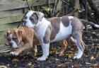 Englische Bulldoggen - Old English Bulldog - OEB Welpen