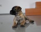 Bullmastiff – Welpen mit Herkunftsausweis zu verkaufen 