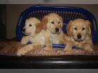 Reinrassige Golden Retriever Welpen