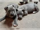 American Pitt Bull blueline blue line Welpen