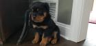 Rottweiler Welpen