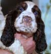 Englisch Springer Spaniel Welpen