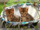 Wundervolle Bengal Babys in brown tabby roset