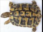 Griechische Landschildkröten Testudo hermanni boettgeri weiblich