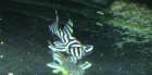 F1 gute Qualität L46 Zebra Pleco