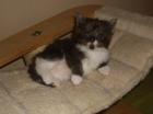 Reinrassige Maine Coon Babys mit Stammbaum