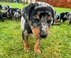 Australian Shepherd-Deutscher Pinscher-Welpen