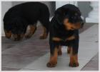 Rottweilerwelpen