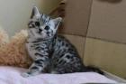 Britisch Kurzhaar Babys silver-tabby