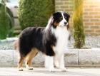 Deckrüde Australian Shepherd black tri