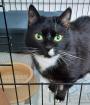LINA - europäische Kurzhaarkatze - 9 Jahre - Tierhilfe-Franken e.V.