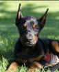 Suche dobermann Welpe kupiert