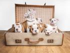 Englische Bulldoggen Welpen