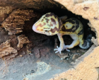 Leopardengecko Snake Eye