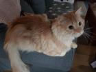 Maine coon Deckkater