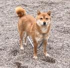 Choko - Shiba Inu-Mischling - lieb, schüchtern